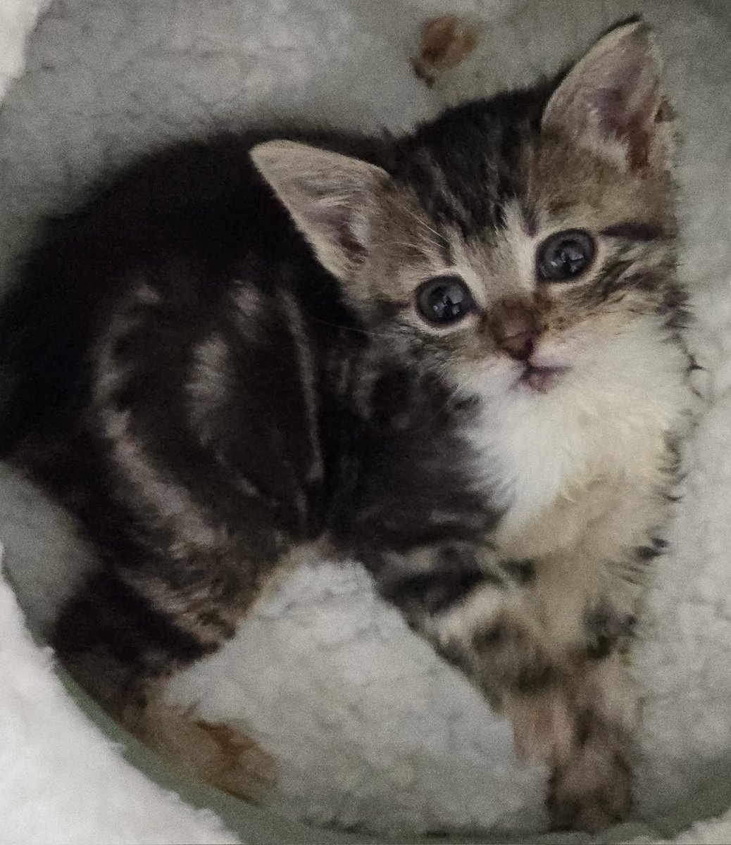 New arrival at Bradford Cat Watch Rescue and Sanctuary. This is 6 week old Dilly D.
DD is onlynaround 6 weeks old and became orphaned a week ago ,
DD's mum died unexpectedly. 
DD has severe  Cerebellar Hypoplasia  which makes her very wobbly and in need of much care and support