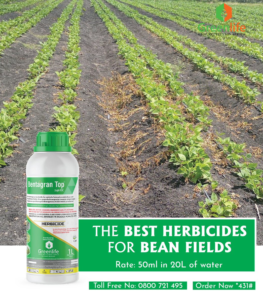 Your beans don’t stand a chance if weeds take the lead. Every day you delay, they spread draining the soil, blocking sunlight, and strangling your harvest from the roots up. But one timely spray of Bentagran Top 240ECchanges everything.
Just 50ml in 20L of water at the 2–3 leaf
