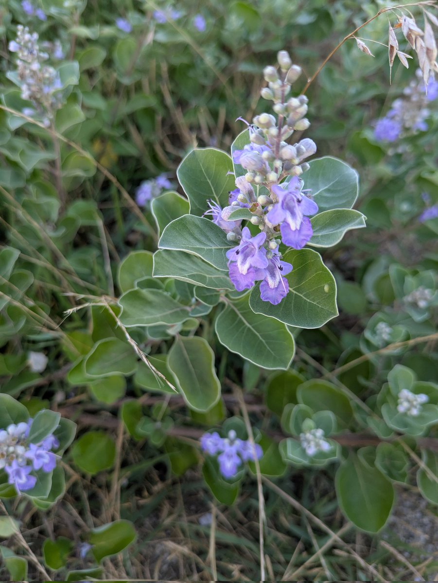 宇部空港近くの路上で倒れていたハチワレ子猫を見つけて、車を停めて駆け寄ってくれた通勤中のお姉さん。
同時に駆けつけたうちの娘に託してくださった亡骸は無事にお見送りできました。女の子でした。
娘が一人じゃなくてよかった。ありがとうございました。