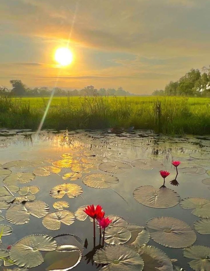 সুপ্ৰভাত 🌿🧡