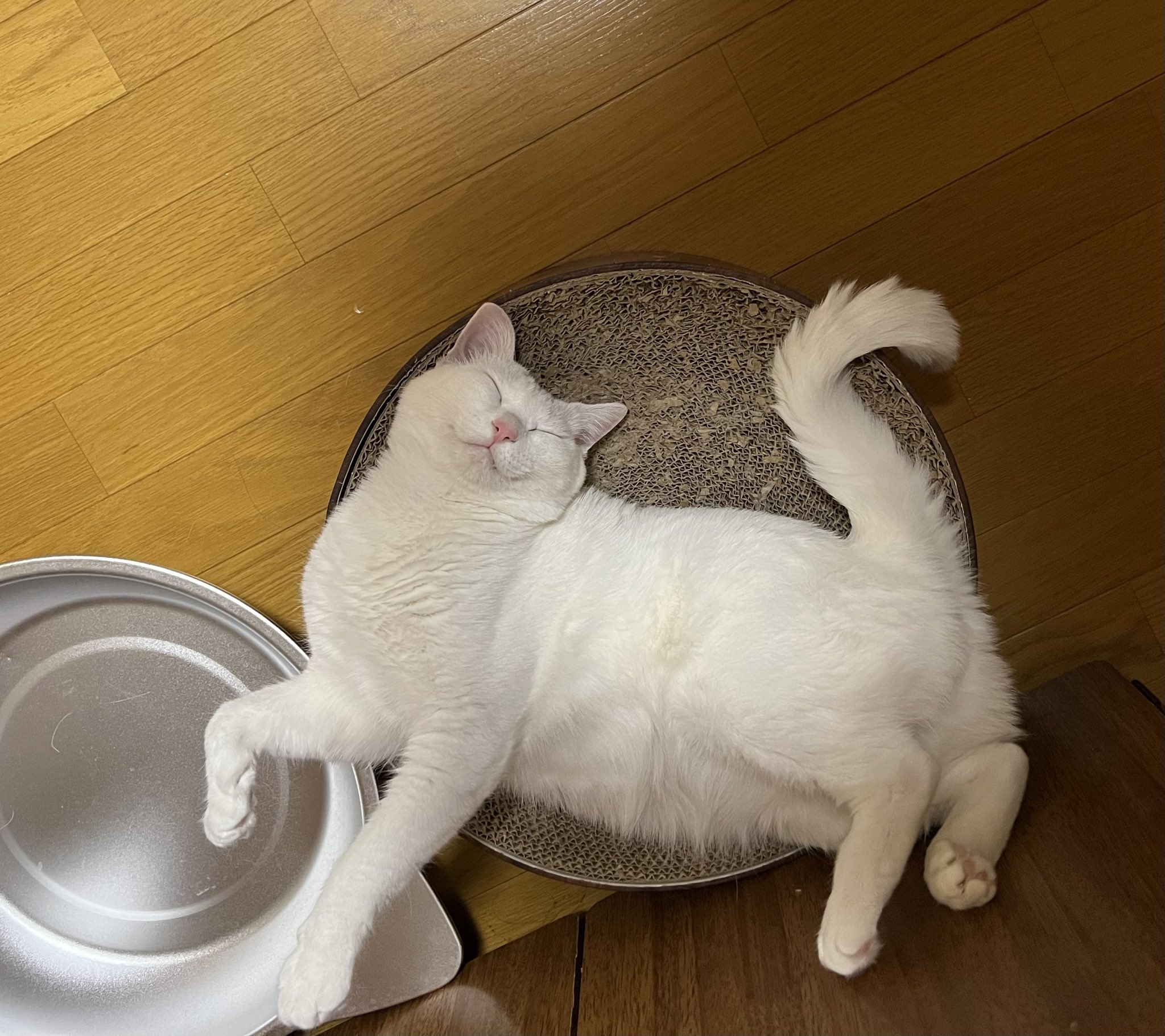 白猫ツインズ♪ 🐾ソラとウミ🐾 on X: 