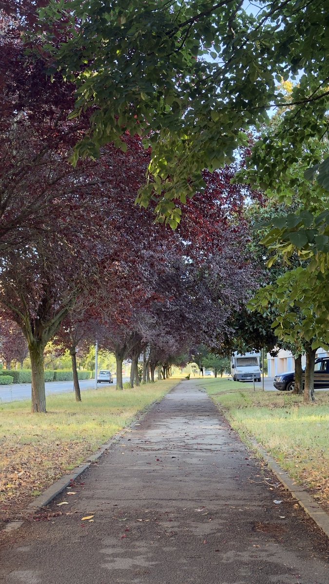 gennaro landolfi tweet media