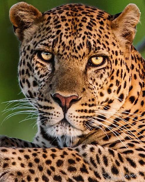 Dejavu..
Rojbaş..
Günaydın..
…………………………………