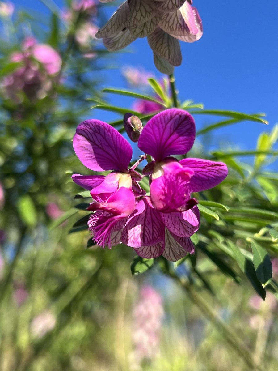 Good morning peeps on this first #MagentaMonday for August 🩷💜