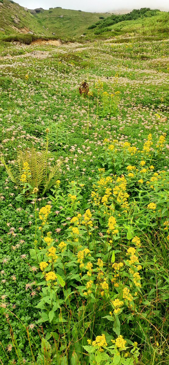 旭岳⛰️姿見の池を下ると
一面にチングルマの綿毛
ミヤマアキノキリンソウ
💐咲き乱れOhーーー
一ヶ月後の楽しみに
また来ます😊