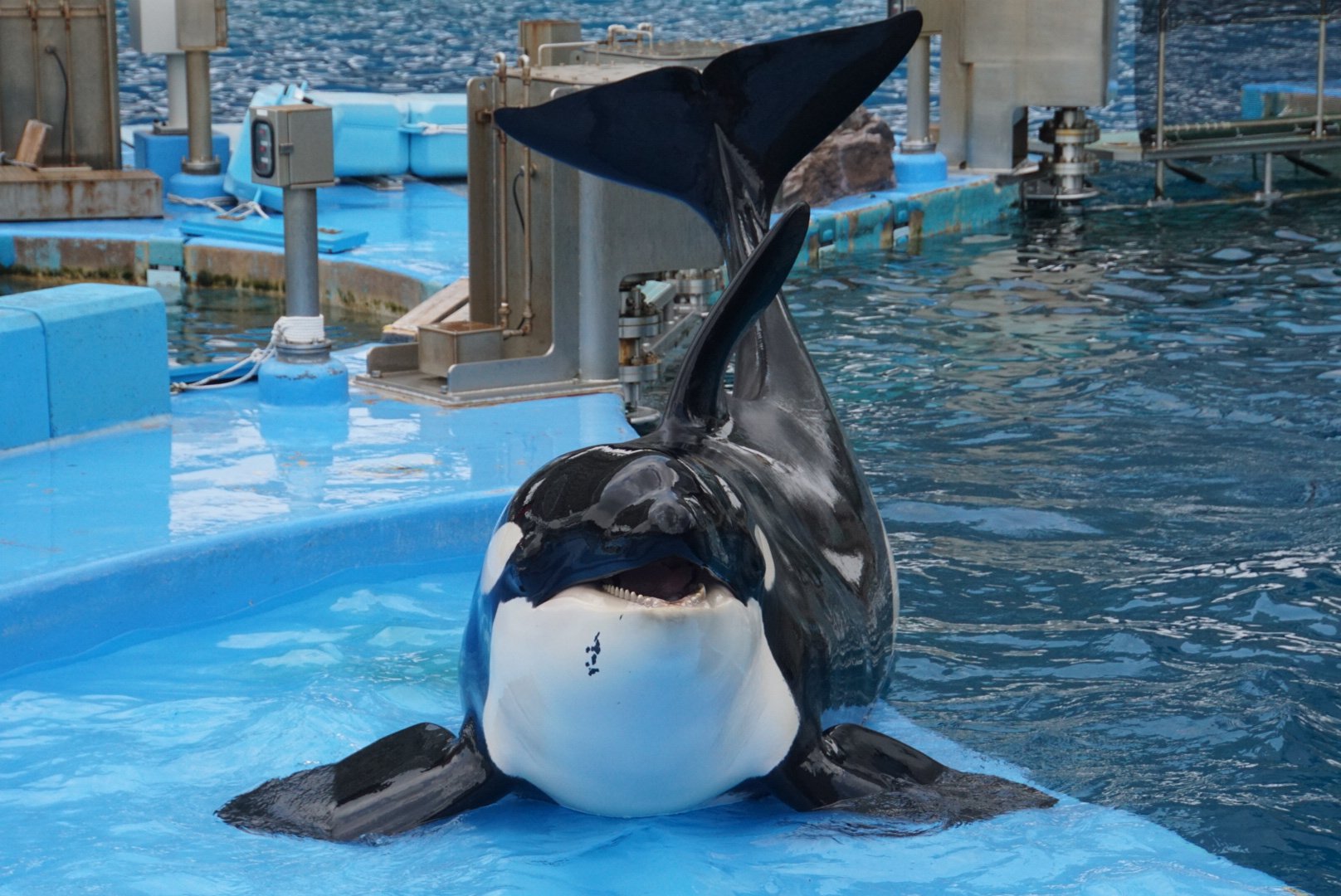 超レア⭐️水族館限定シャチに乗ったキティ根付⭐️2004年 2025年最新】水族館限定ハローキティの人気アイテム - メルカリ