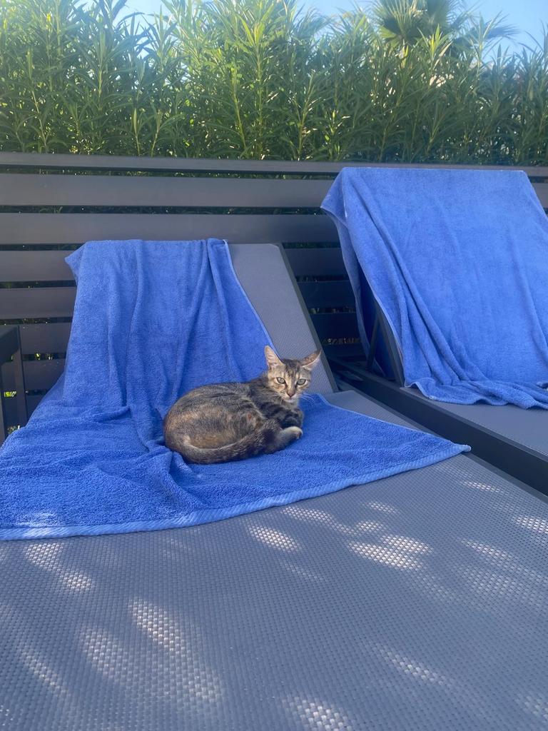 When the local cat beats you to the sun lounger! #catastrophic 
🌞🐈‍⬛