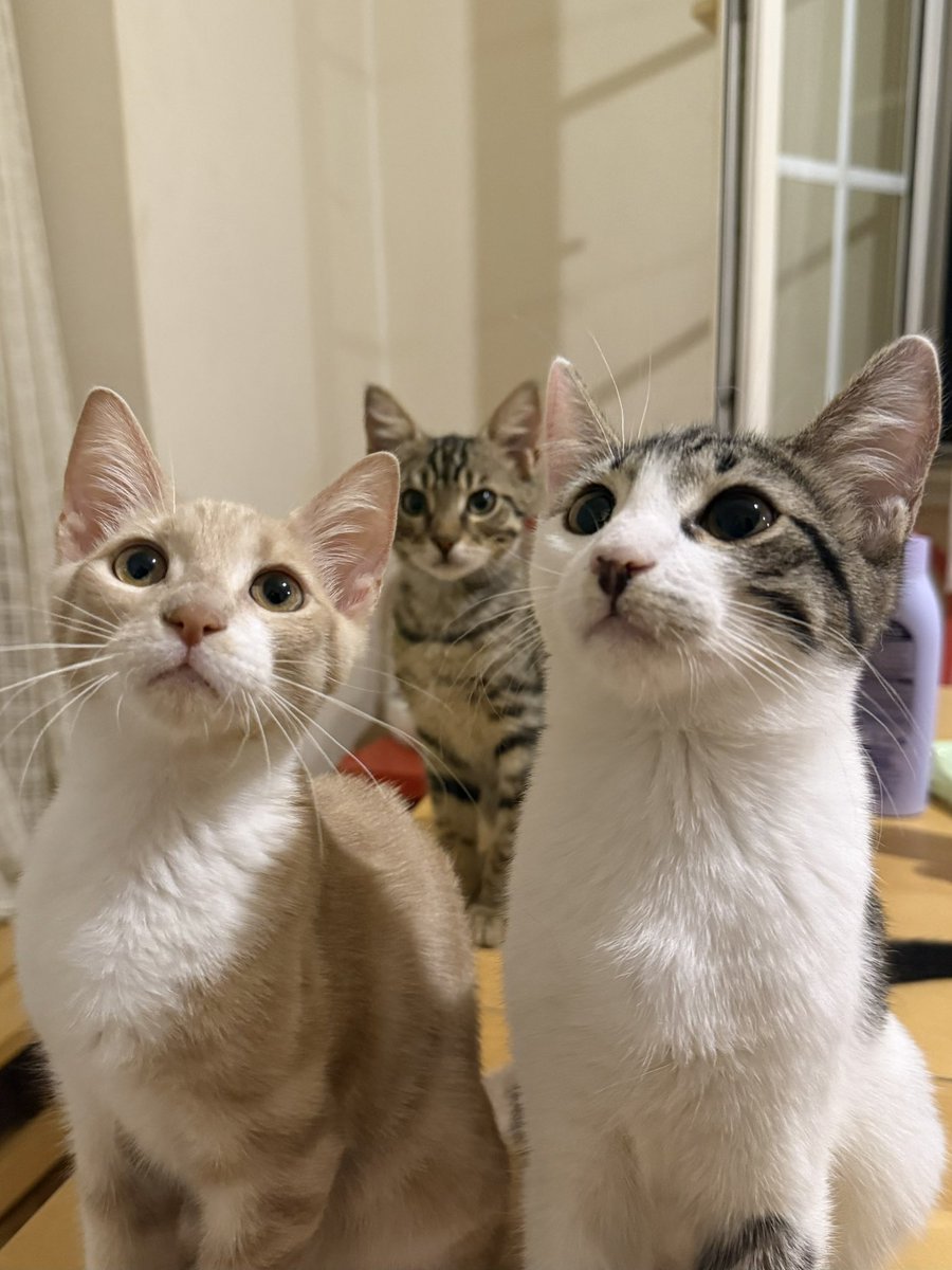 Bahçeye alıştırmayı denedik, camda ağladılar, içeri girmeye çalıştılar.😔
Biri sezaryen bebesi, birinin annesine araba çarpmıştı, diğeri yaralıydı.
Şu an hepsi sağlıklı, erkek. 
Geçici yuvadaki kedi sayısı çok fazla ve artık zamanları kalmadı…
ACİL YUVA ARIYORUZ
İstanbul/Maltepe