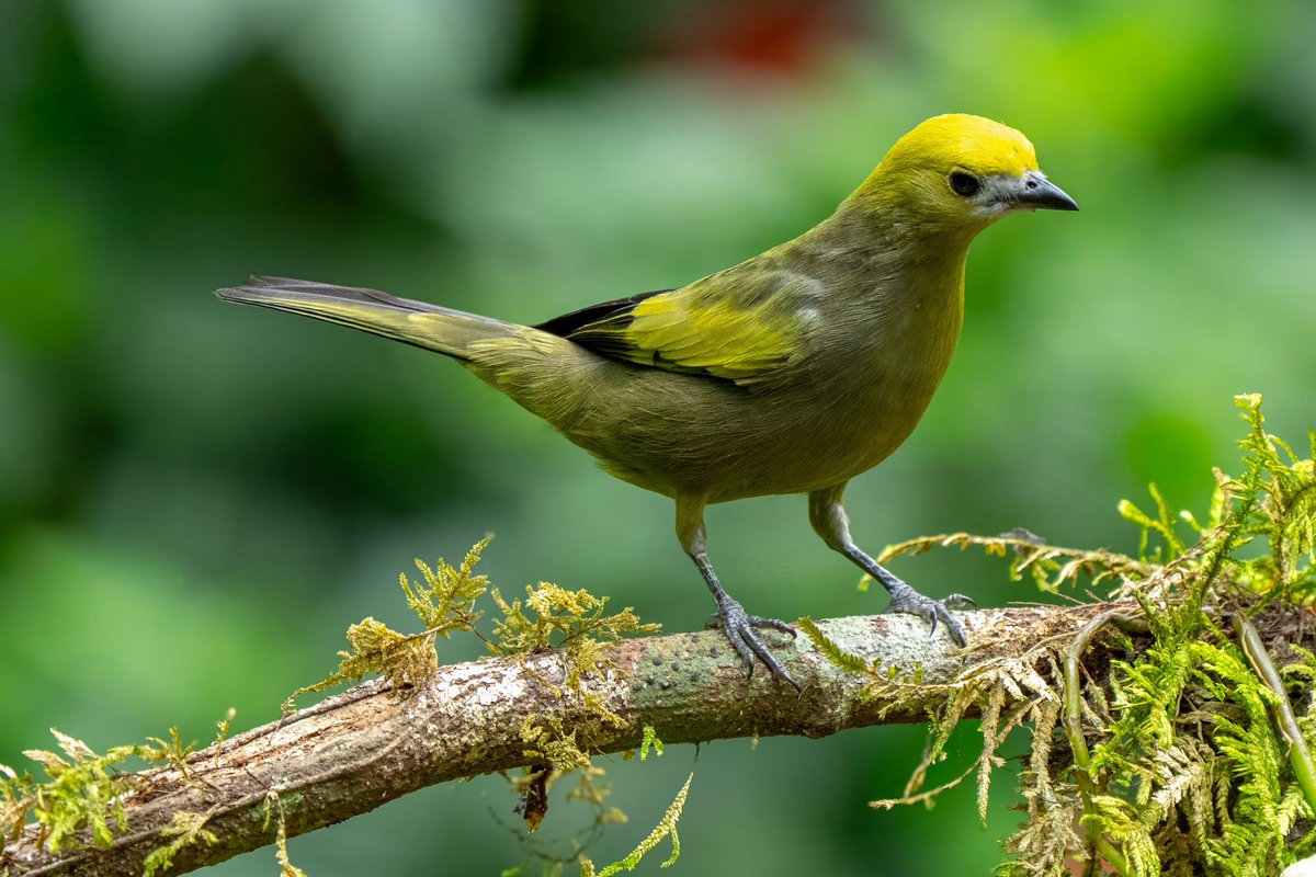 Aniket π³οΈβππ³οΈββ§οΈ(he/him) (@mitogfp) on Twitter photo Blue-necked, Silver-beaked, Turquoise and Palm tanager #BirdsSeenIn2025 #birdphotography #birdsofcolombia #BirdsOfTwitter #tanager <a href="/inaturalist/">iNaturalist</a> Blue-necked, Silver-beaked, Turquoise and Palm tanager #BirdsSeenIn2025 #birdphotography #birdsofcolombia #BirdsOfTwitter #tanager <a href="/inaturalist/">iNaturalist</a>