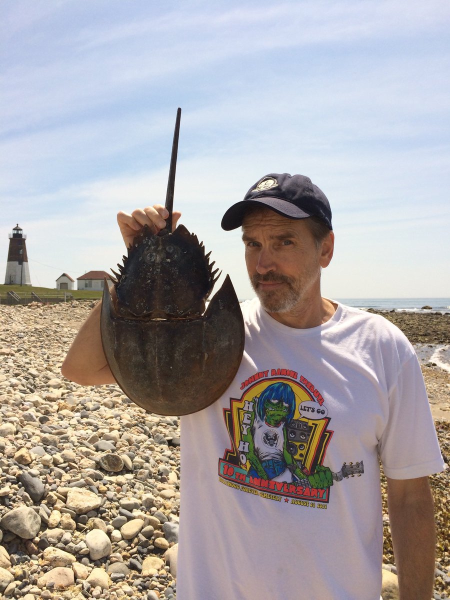 My favorite East Coast crustacean. Primitive, primordial, the crab that isn’t a crab, ladies &amp; germs, the Horseshoe Crab!!!!