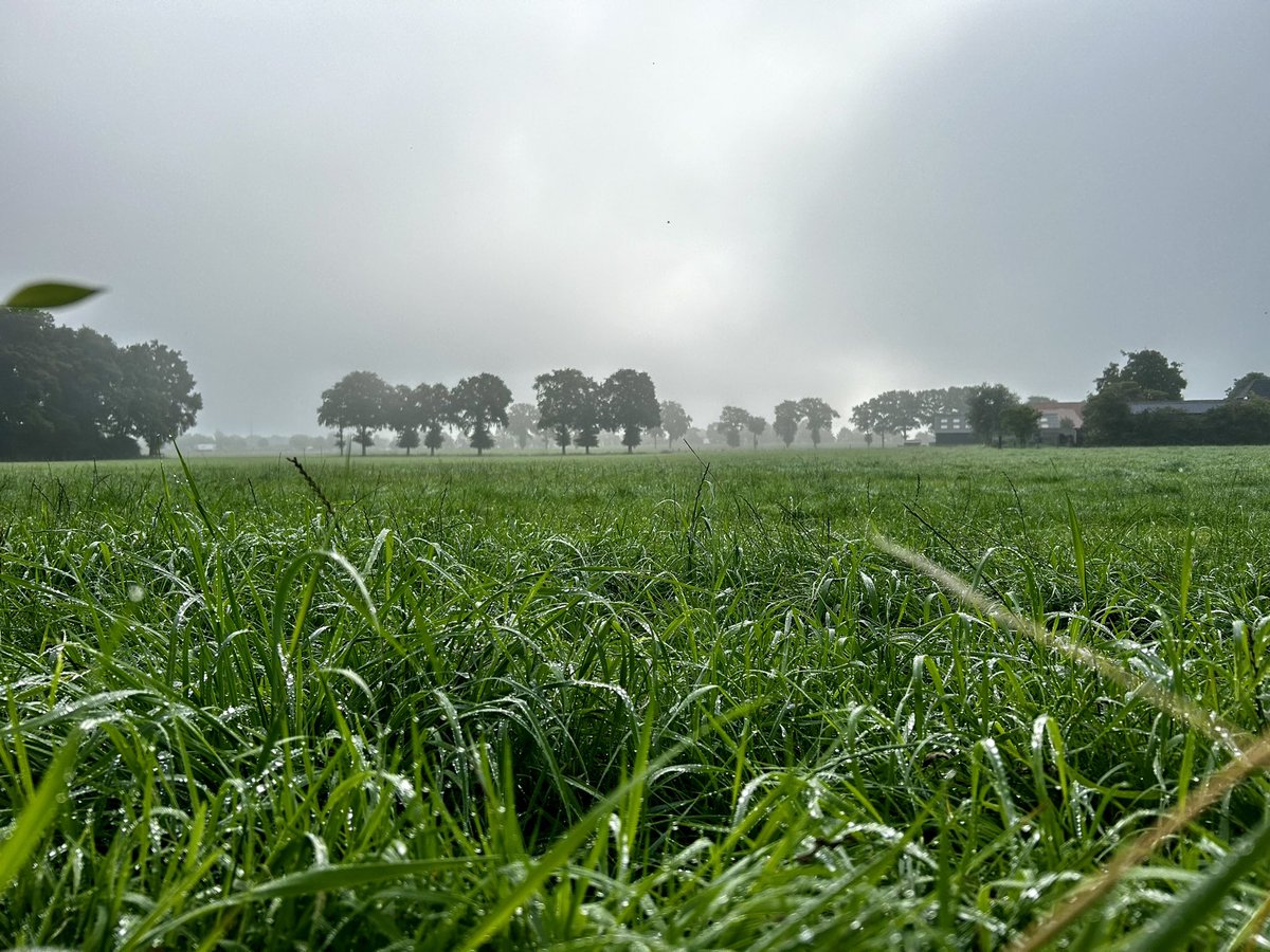 Goedemorgen!

Met de dauwdruppels op het gras en een zon die door de deken van wolken probeert te breken…

Het belooft een heerlijke dag te worden ☺️