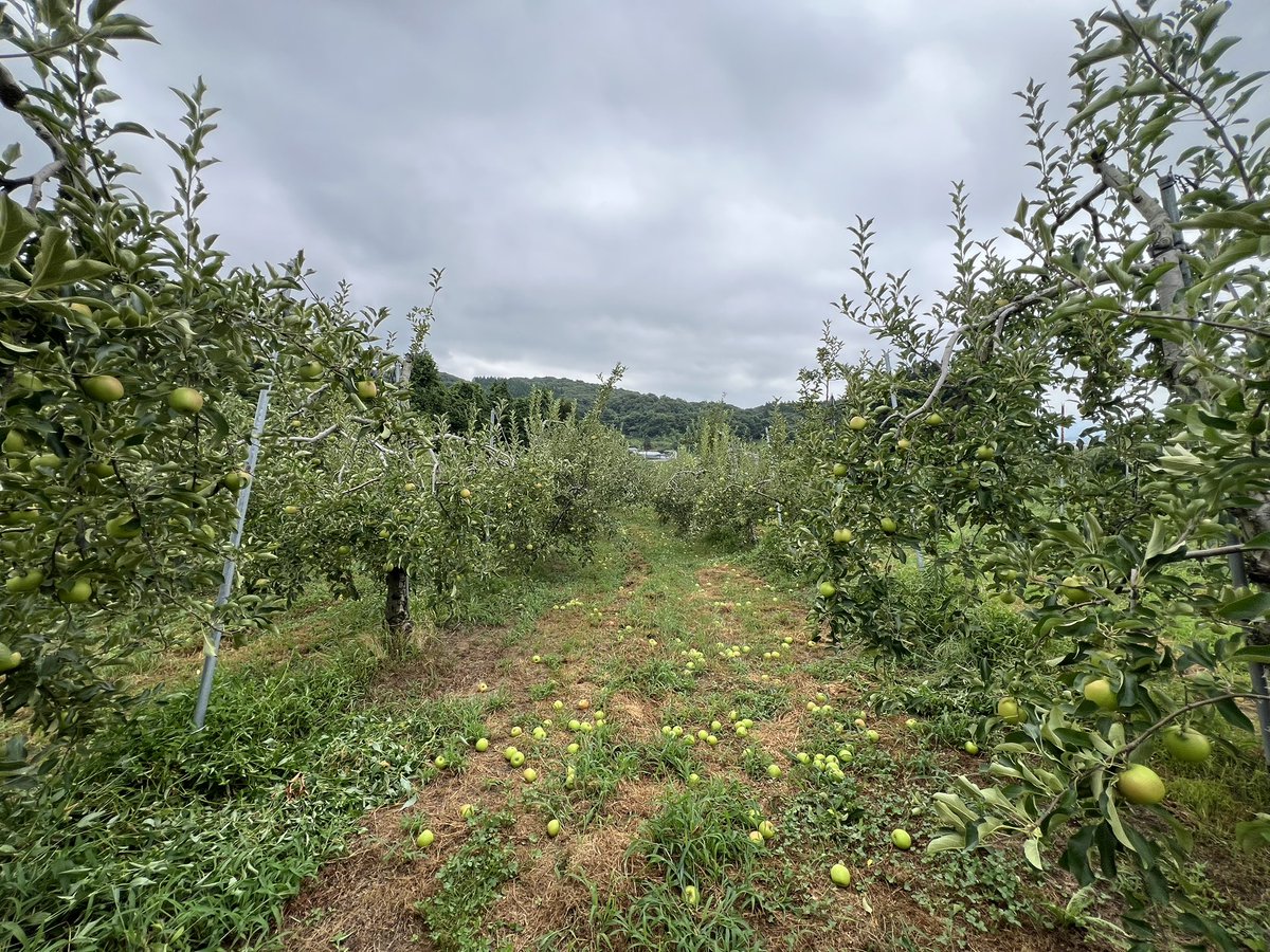 つがるを最後にやっと仕上げ摘果が終わりました！明日からはブルーベリーの片付けや、畑の管理になりそうです。
暑い中、やりきりました。
明日からは休みながら進めていきます。

#りんご　#盛岡