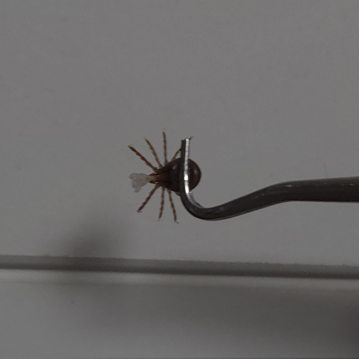 우리파이 tweet media