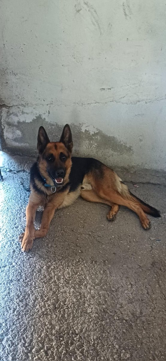 Koruyucu aileler arıyorum. Şu köpeği de gördüm yazdım. Sanayiden köpek kurtara kurtara bir hâl oldum. Dükkanlarınız yansın be adiler (iyiler hariç) ne pislik insanlar var deliricem. Geçici yuvaya aldım gece 12 de bile gittim bakmaya durumunu köpeği sokağa bırakırsak sonu ölüm.