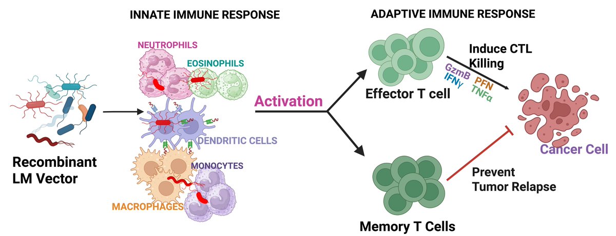 KateLiu08703628's tweet photo. New review @Landmark_IMR
Memory T Cells, Recombinant Listeria monocytogenes, and Cancer Vaccines
https://t.co/oEYvgqI3uI
👨🎓 @Olagunju_BJ, @loza_limac42402, Marielly Rocha, @gpam2104
@usponline #Brazil #memoryTcells #Listeriamonocytogenes #cancer #vaccines #CD8 #Tlymphocytes https://t.co/jKsHTDxvFi