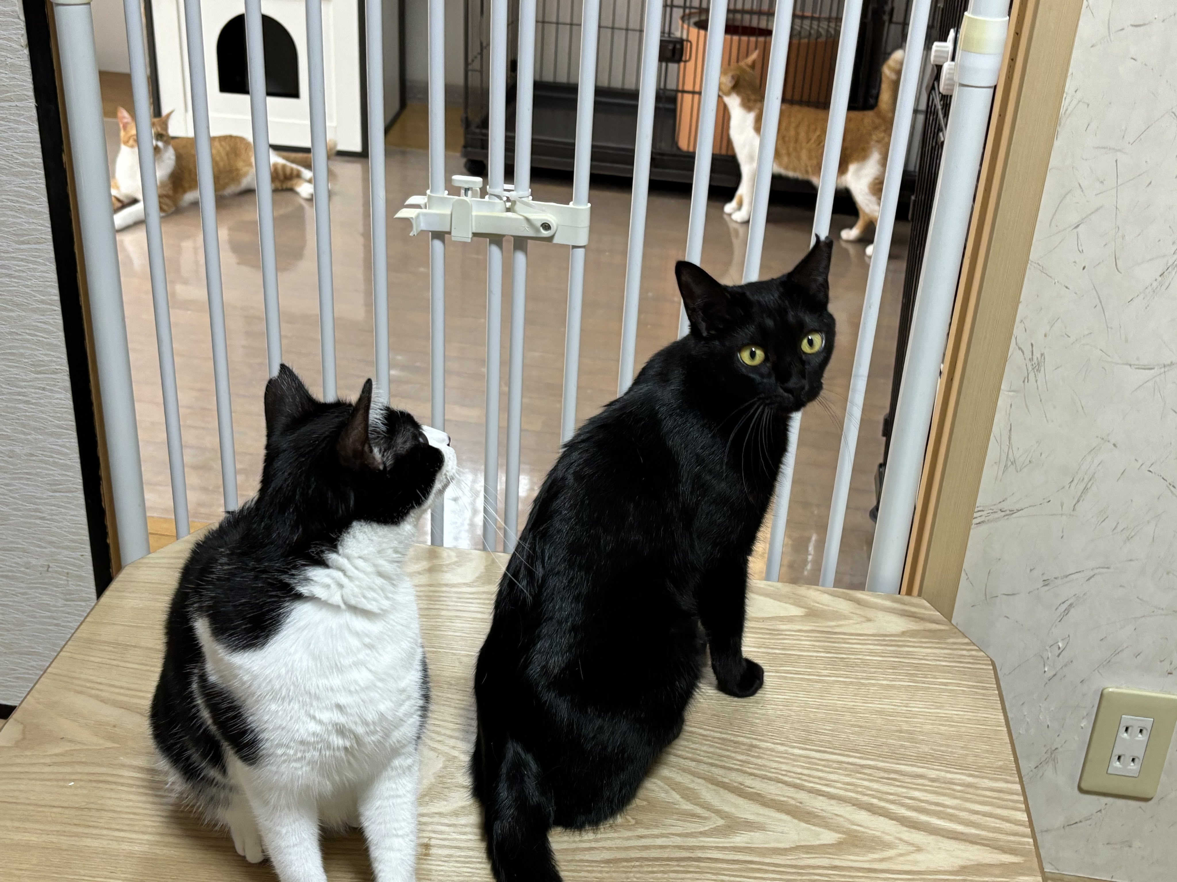 なかなか懐かない子猫　鈴　リトルバスターズ　ヴァイスシュヴァルツ　PSA10 ヴァイス】PSA10 なかなか懐かない子猫 鈴 SP リトバス 民安