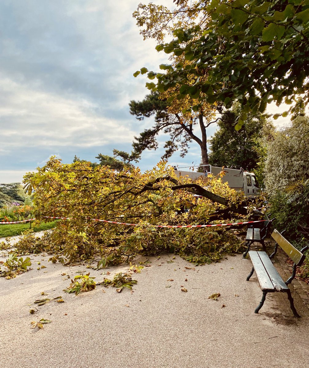 Catastrophe aux Buttes, un arbre est tombé 🌳 C’est toujours triste - #Paris19