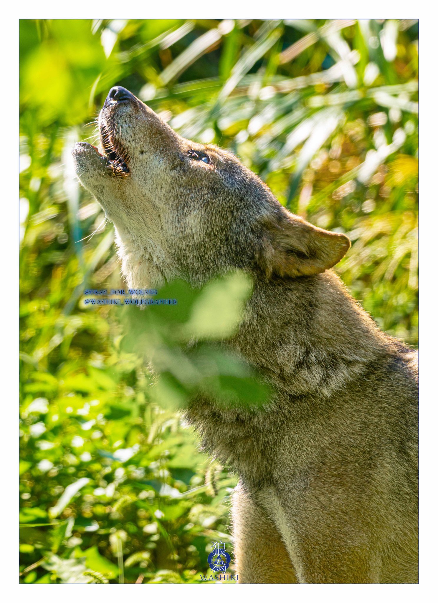 LGB ルグランブルー　wolves wolfウルフ　ラグラン ♂1 LGB ルグランブルー wolves wolfウルフ ラグラン ♂1 - メルカリ