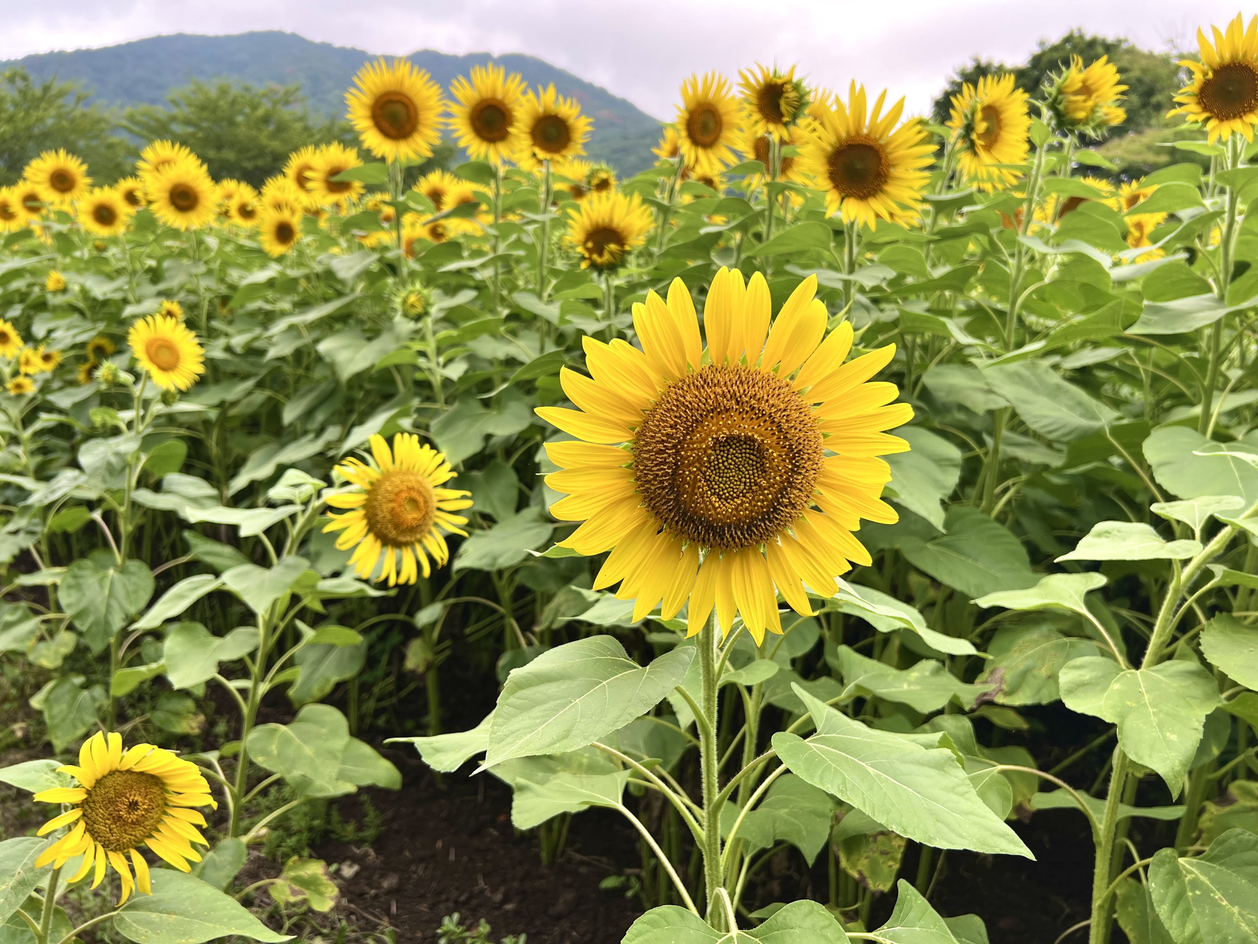 やくらいガーデン株式会社 on X: 