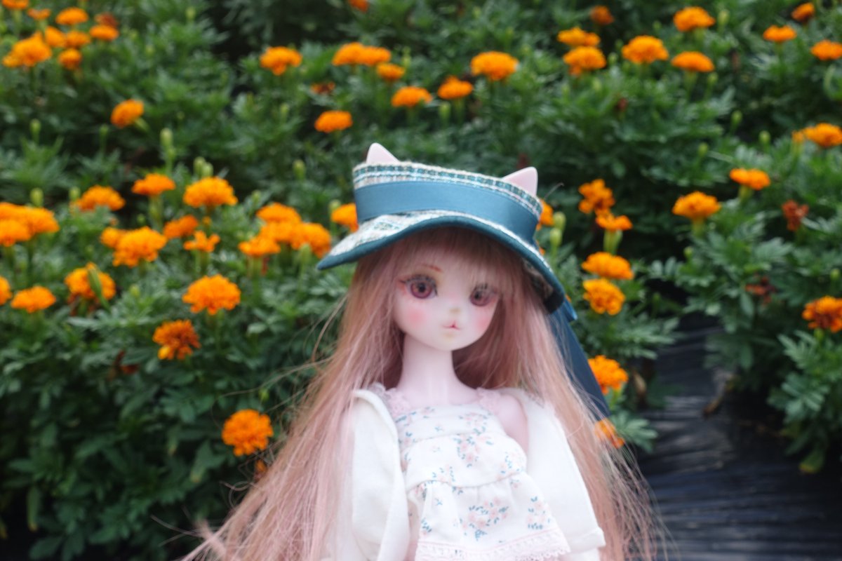 夏の花 いろいろ
ヘメロカリス
ハス
サルスベリ
マリーゴールド
#7月を写真4枚で振り返る