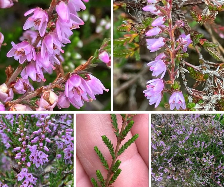 Heather, Calluna vulgaris. Typically up to 60cm. Leaves opposite, stalkless. Small purplish-pink flowers with purplish-green bracts. 4 pink sepals and petals, 8 stamens, curved style protrudes beyond flower.