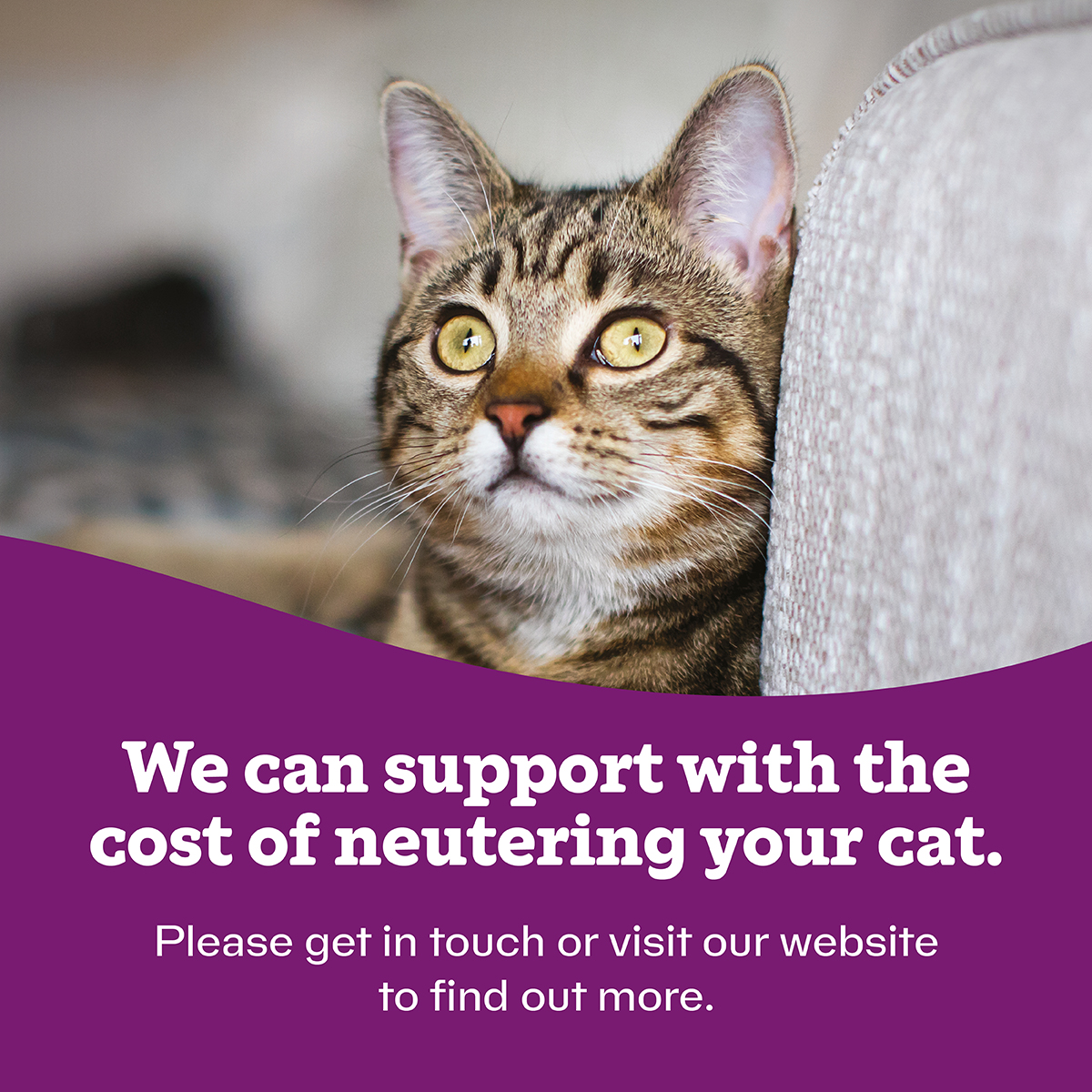 🐾 Neutering: the kindest thing you can do for your cat 

Neutering helps prevent unwanted litters of kittens, reduces the risk of serious illness, and protects your cat from stress, injury, and disease.

💛 Learn more: cats.org.uk/help-and-advic…
