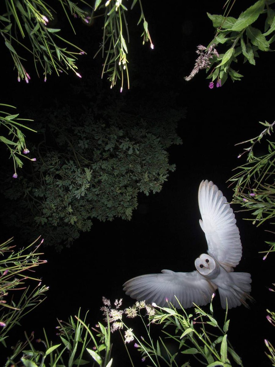#OwlAwarenessDay 🦉

in Cumbrian dialects, 'hullet' is owl 

owl is a creature of keen sight in the darkness of ignorance, and it can help unmask those who would deceive you or want to take advantage of you

#OwlishMonday #folklore #cumbria 
📷 Roy Rimmer