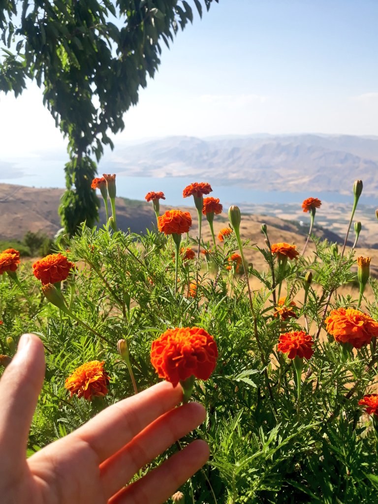 Çicekler kadar güzel bir güne #Günaydın 🌼
#MutluHaftalar 
#Pazartesi