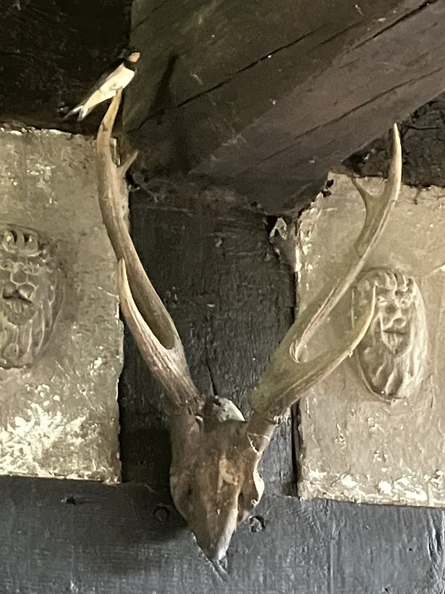 Even the swallows don’t like the rain this morning.