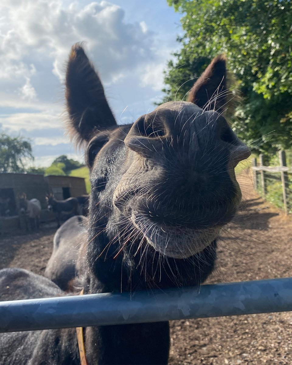 Today's nose boop goes to handsome Jacko! ☺️⁣