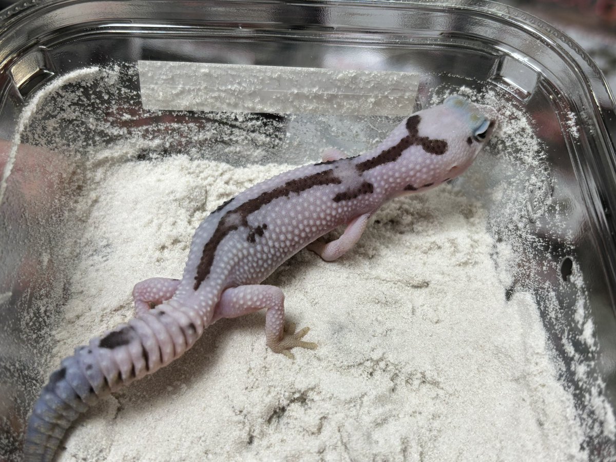 ジュニア(Gecko Jr.) tweet media