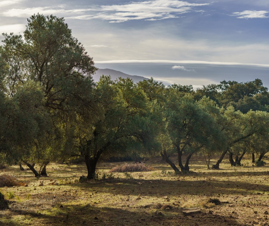 🌿🔁 Des del 1983 sumem tradició, innovació i futur. Creure en el territori és creure en la vida 💪📅 🌐 agrariavalles.coop #històriacooperativa #agrariavalles #tradicióinnovadora #compromísagrari