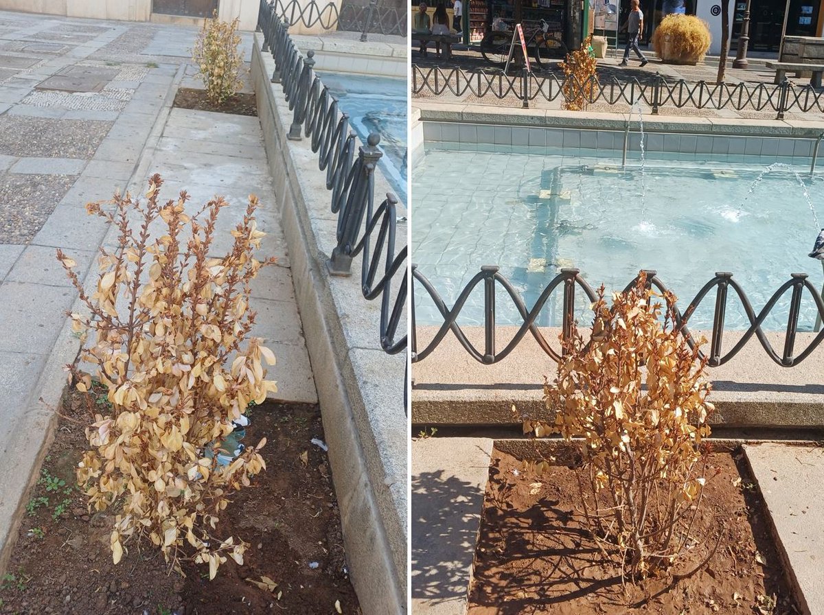 SOSterritorios's tweet photo. 📌@jlsanzalcalde y @eveliarincon hacen que el #CascoAntiguo agonice y muera.
#ÁrbolesTalados, #Arbustos secos, #Tocones y #Alcorques vacíos, como en #PlazaDeLaConcordia #PlazaDeLaGavidia.
Mucho #Toldo y poco #Árbol.
Sus presuntas soluciones solo aportan más y mayores #Problemas‼️ https://t.co/nL6D5E1W6j