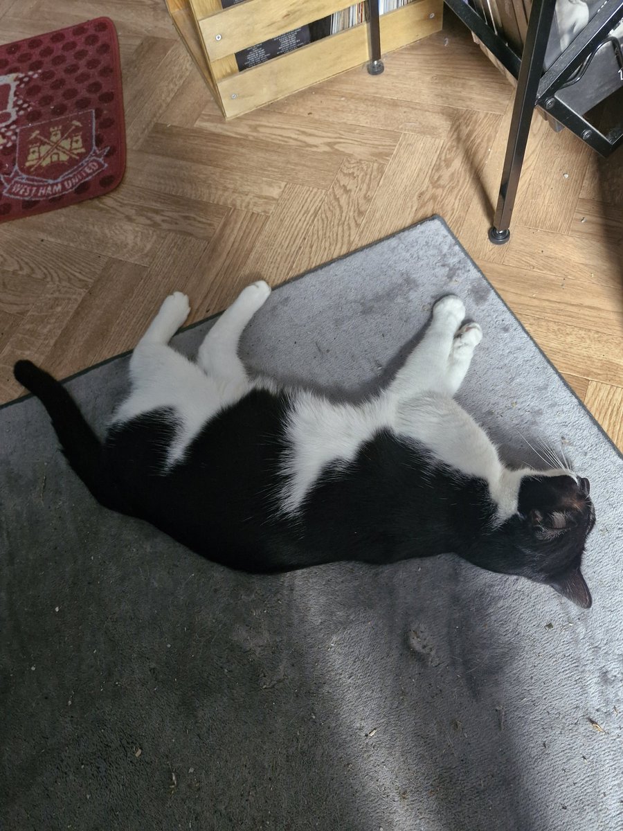 Kebab the cat chilling out in the man cave 🐈‍⬛🐈‍⬛🐈‍⬛😂😂😂