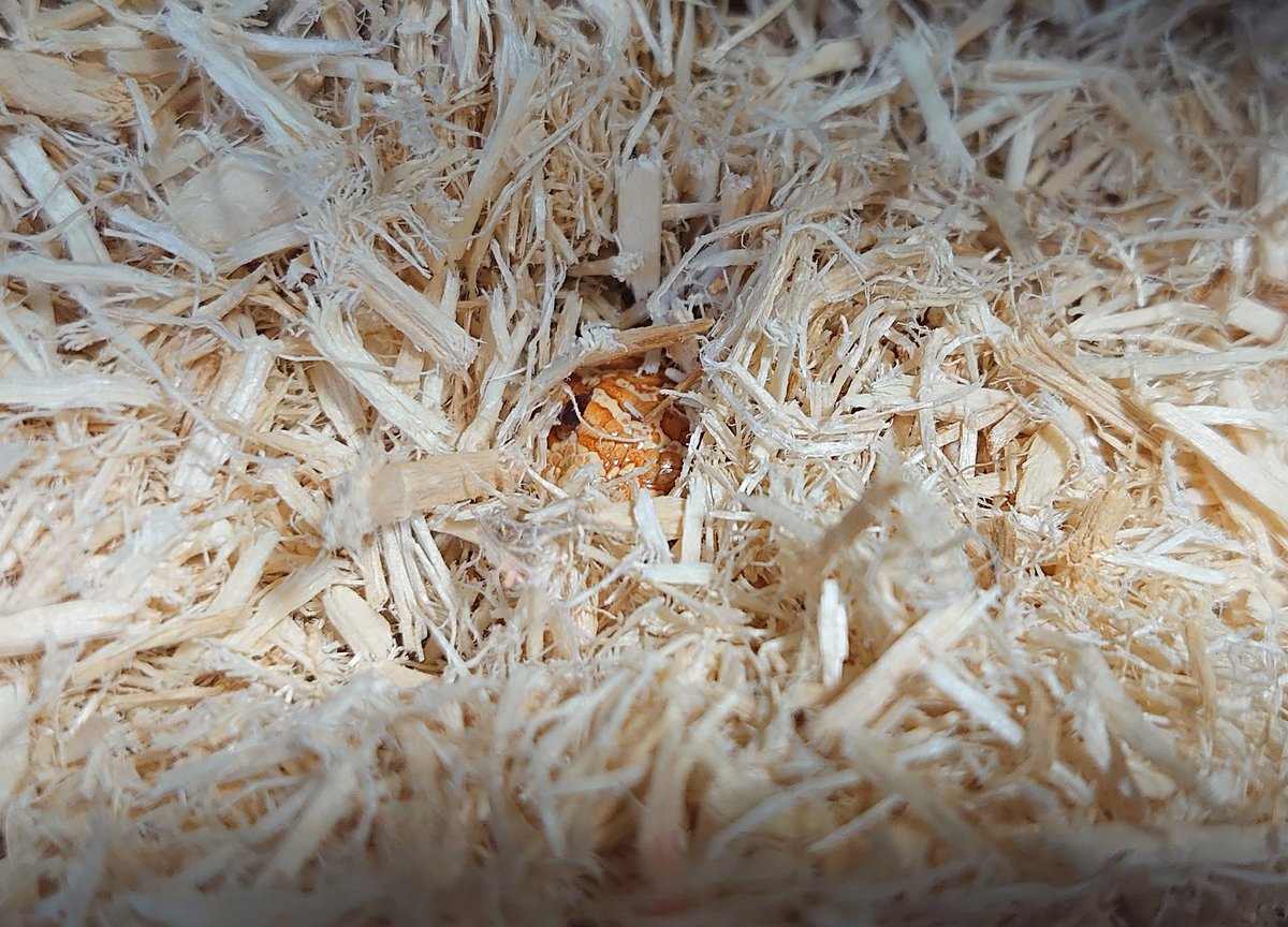 💩を隠すを覚えた志々雄さん…
かなり厄介だぜぇ…( ´ｰ`)