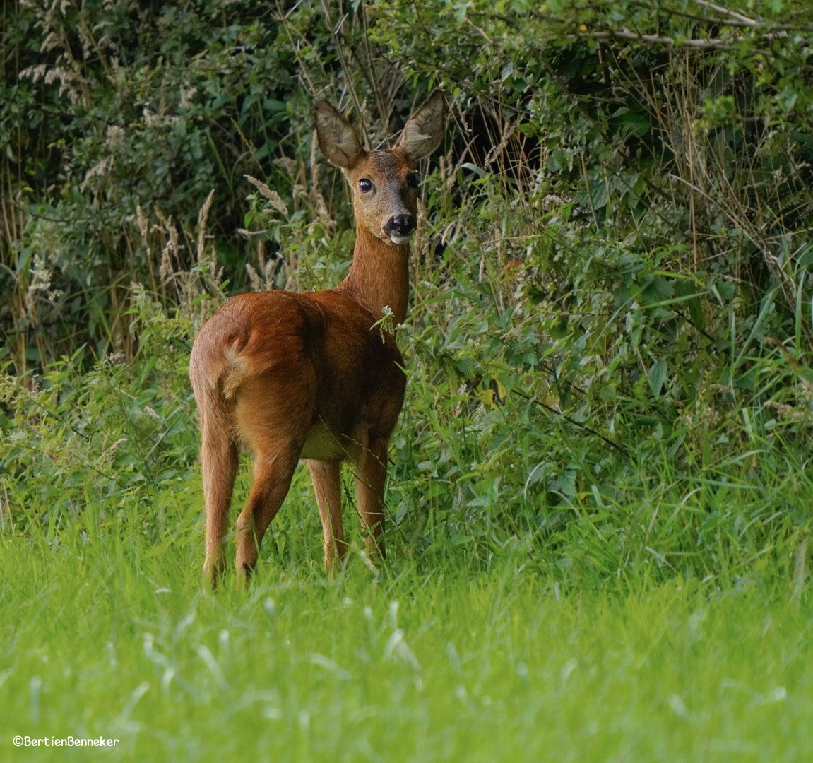 Goedemorgen, iedereen een goede start van de nieuwe week 🍀