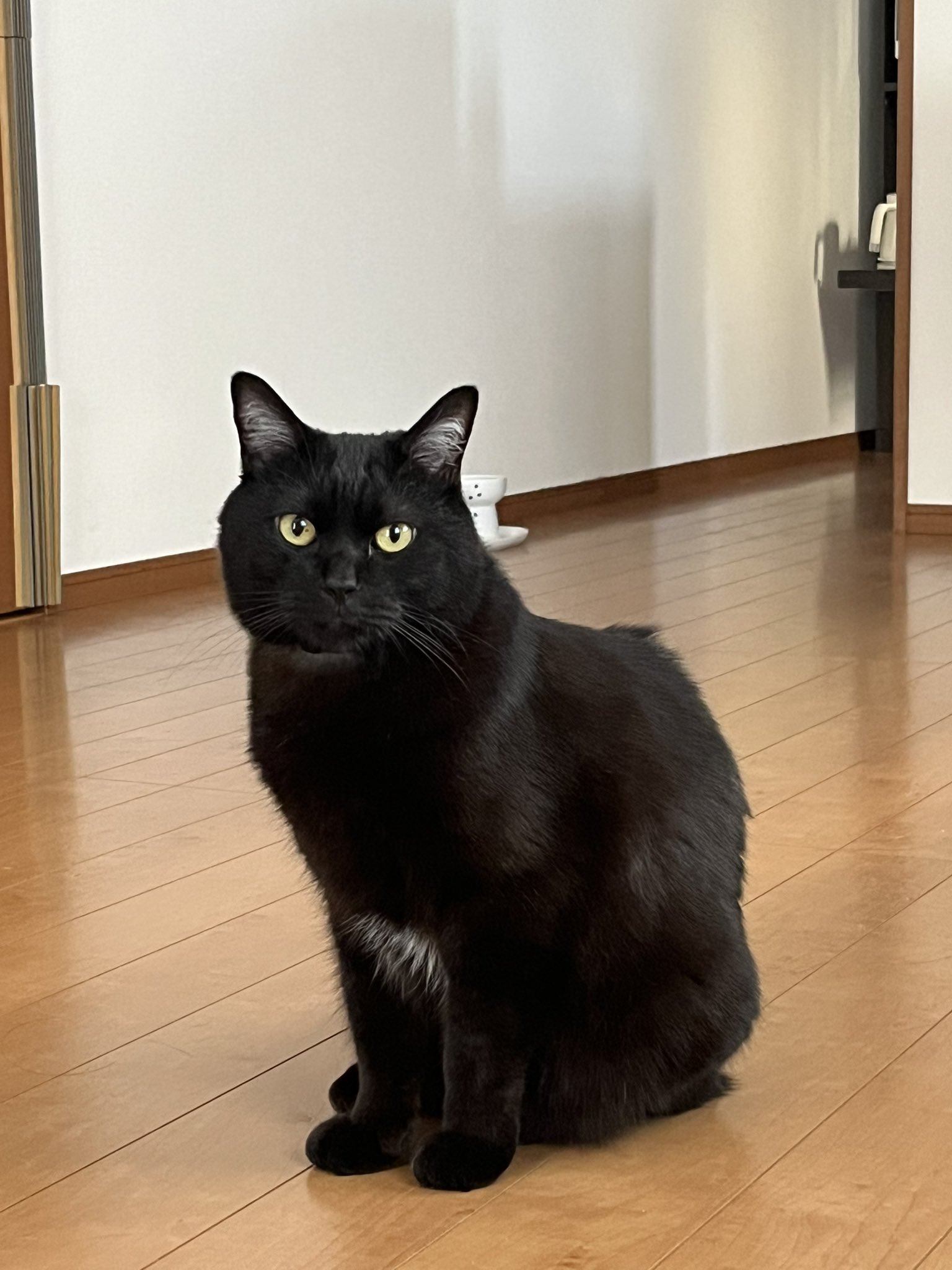 黒ネコにゃんにゃん① 小さい人 on X: 
