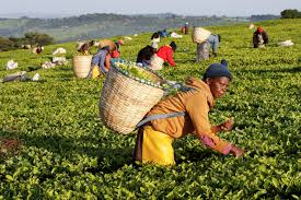 Peter Brennan tweet media