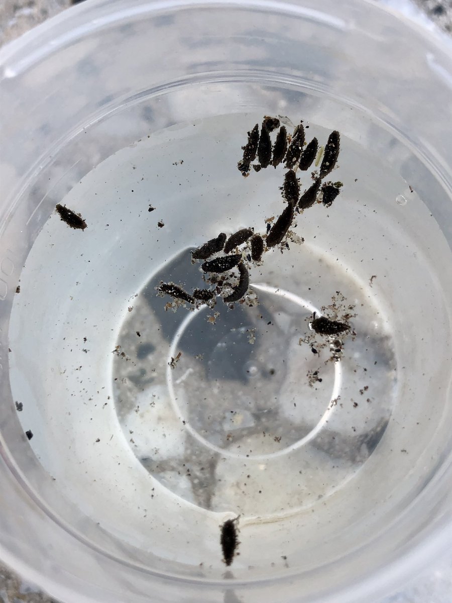 🦟 An important reproductive peak of #Culex #mosquitoes is comming ‼️
#WestNileVirus #CulexPipiens #Arboviruses #VectorControl #EggRafts
