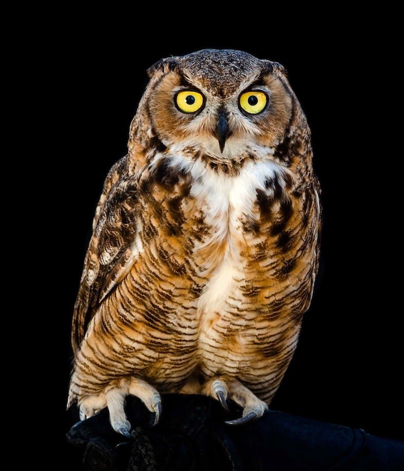 H/T:  The Ojai Raptor Center
August 4
🦉 🦉 🦉 🦉 🦉 🦉 🦉 🦉 🦉 🦉 🦉 🦉 🦉  
Today is Owl Awareness Day! You probably already know that Ojai Raptor Center treats all of our most common local species of owls including Great Horned Owls, Barn Owls, Western Screech-Owls, and