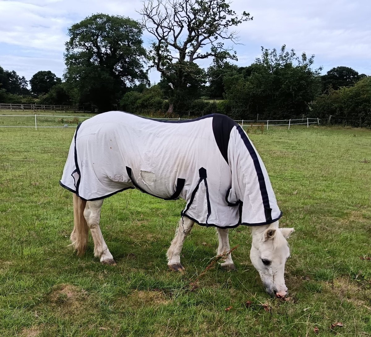 Good morning from our lovely Poppy 😍