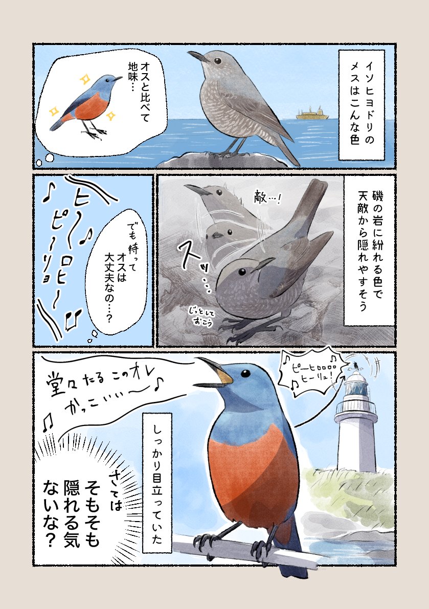 「イソヒヨドリのメスは地味だけど…?」
縄張りを見張るオスは、高く目立つ場所によくとまります。 