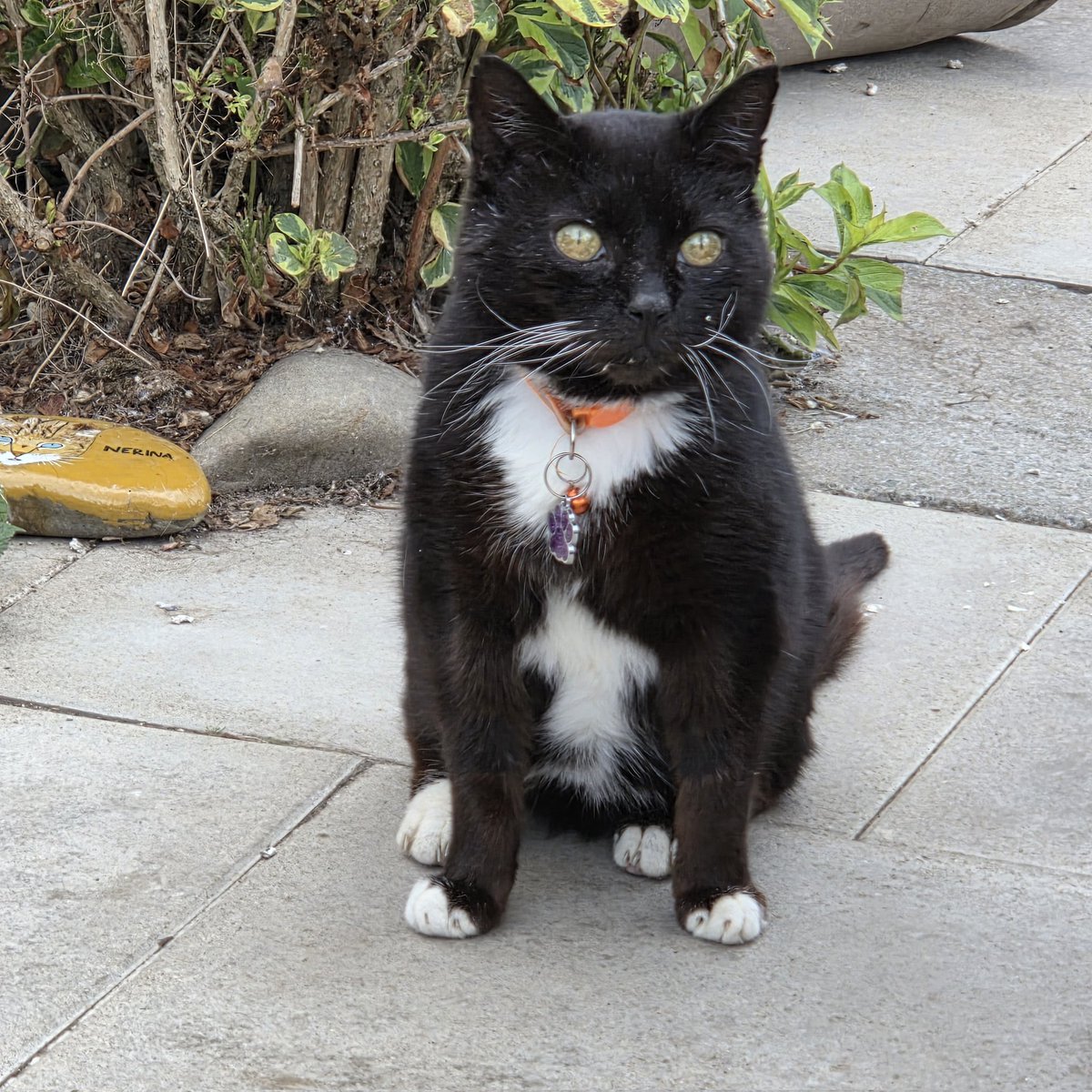 #MondayMotivation ~ Meow from Mr Wobbles who is enjoying life in the Village &amp; just look how he posed for me 😻🐾🤎 #inthecompanyofcats #catrescue #seniorcats #villagecats #happycats #cat #cats