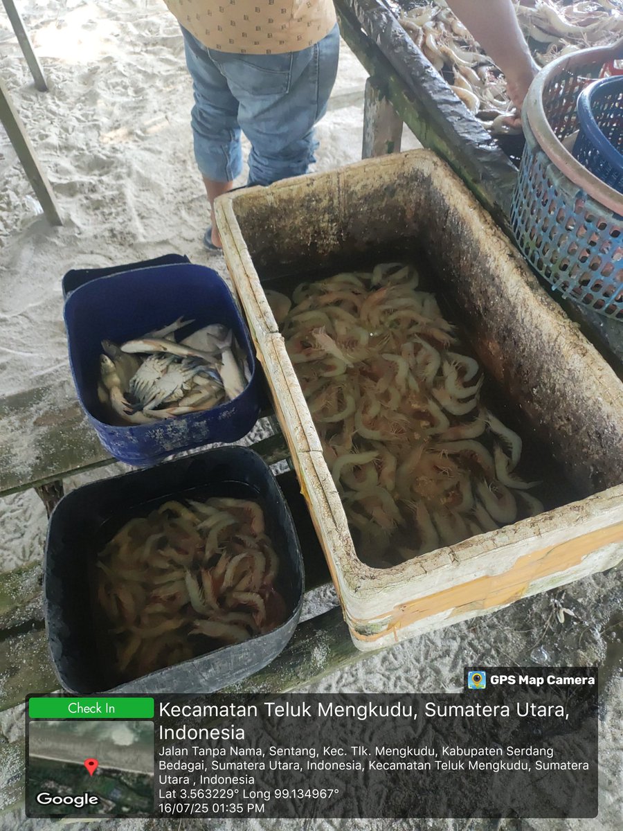 Stpjimmi06's tweet photo. Rabu (16/07/25, Jimmi Stp, Luhkan Kab. Sergai, di KUB Nelayan Maju, desa Sentang,  mlprkan hsl tkp  Kelong 25 kg/Rp 80000,  Suwalo 6 kg/Rp 45000, Rajungan 3 kg/Rp 30000, Senangin 7 kg/Rp 25000 dan Gulamah 11 kg/Rp. 5000
#GiatLuhkanSatminkalMedan
#Tangkap
#SdgBdgai https://t.co/HHb4ULt2ak
