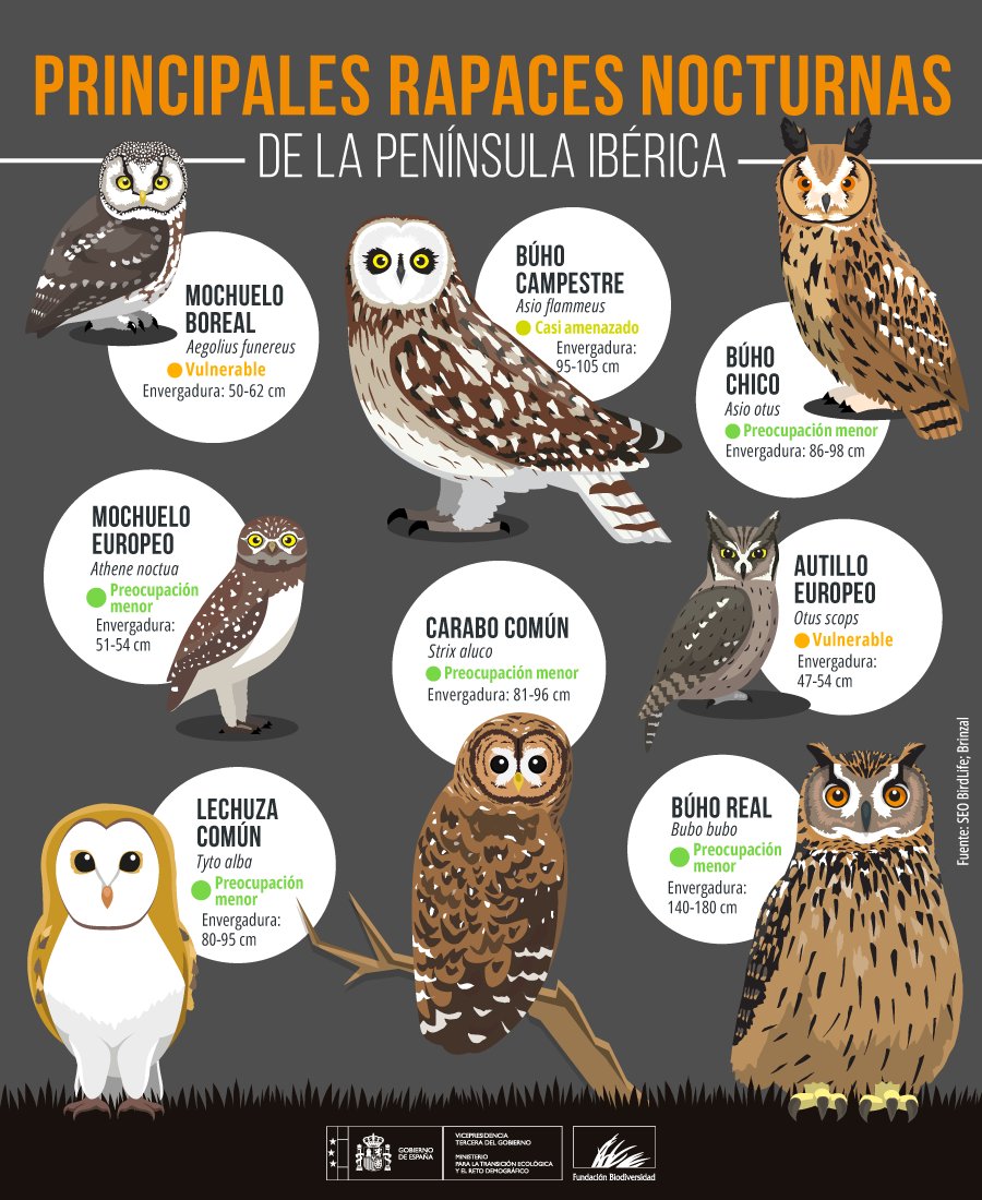 En España disfrutamos de una gran variedad de rapaces nocturnas 🦉, desde el majestuoso búho real hasta el pequeño autillo.

Todas ellas desempeñan funciones esenciales en la naturaleza.

#DíaInternacionalDelBúho