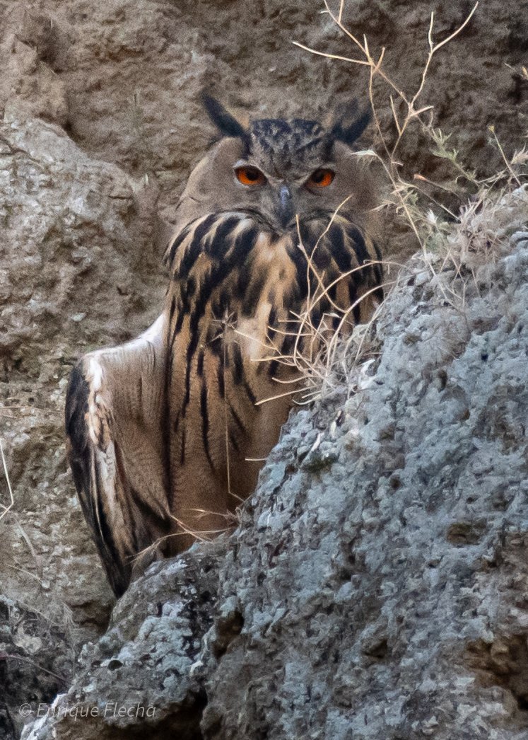 Búho real (Bubo bubo), belleza y poder. Parque Regional del Sureste, Madrid, España, Julio 2025, feliz semana, un saludo.
Orden: Strigiformes 
Familia: Strigidae 
#BirdsSeenIn2025 #nikon #tamron #wildlifespain #pajareando #aves #birds #ornitologia #birdslovers