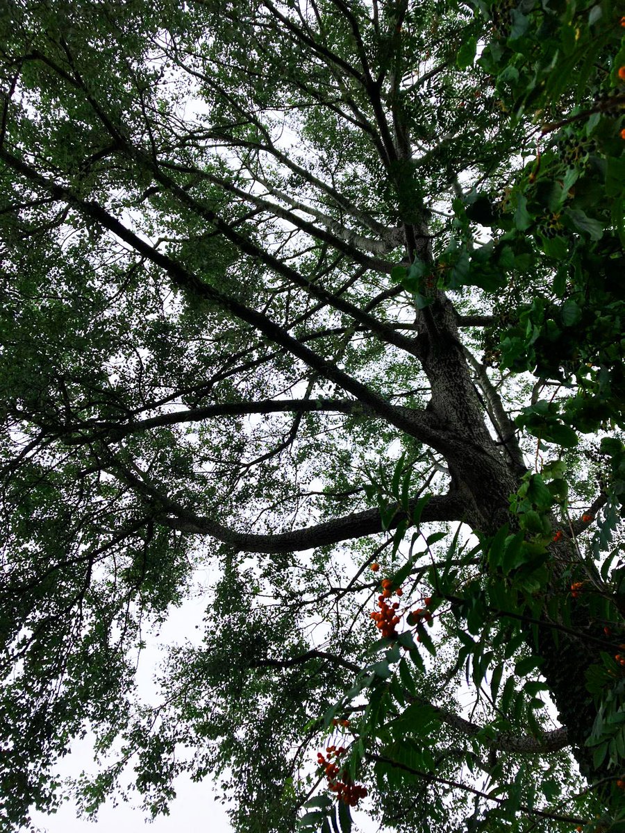 bordercollies's tweet photo. @DailyPicTheme2 Looking up through a tree in the middle of the city - you could be anywhere!
#LookingUp #Photography #treesaremagic https://t.co/XNHHP228Ke