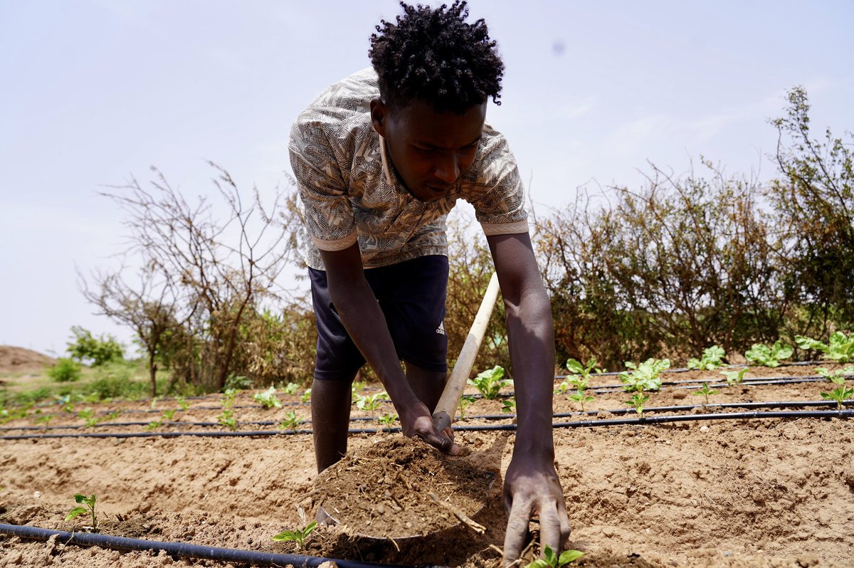 Back from UNFSS and starting the week in the field in Gabiley, Somaliland; one of the areas hardest-hit by drought. But this is also where we believed in early action. No rain yet, but some harvests are still possible. 

Always grounded in people, and what they tell us.