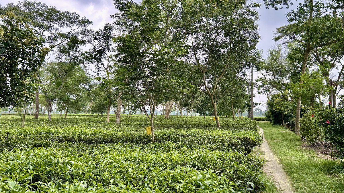 vlochan's tweet photo. Sights and sounds from Organic Doke Tea in Bihar, India: https://t.co/dFeBAYkL1i https://t.co/rLETwOxLDw
