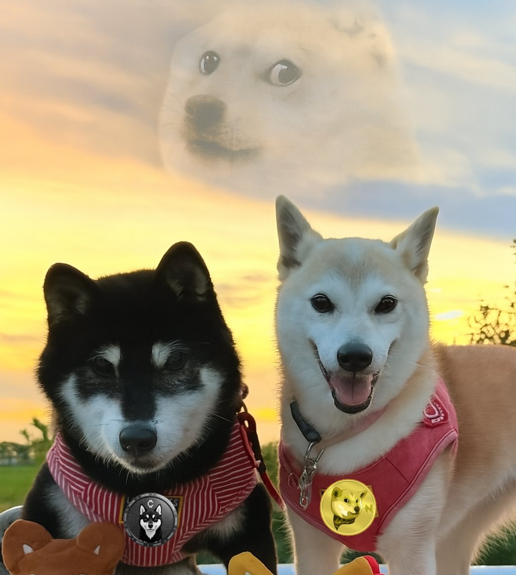 <a href="/BinanceFutures/">Binance Futures</a> $cocoro
Sister of Doge and Neiro 🖤🐾 
Don't fade kabosumama legacy